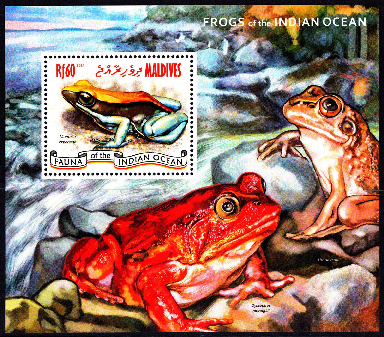 Dying Frogs Are Sign Of A Biodiversity Crisis