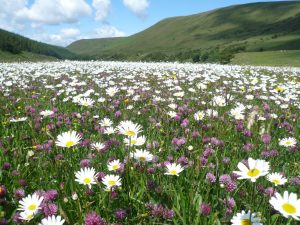 hay-meadow-2011-13-reduced