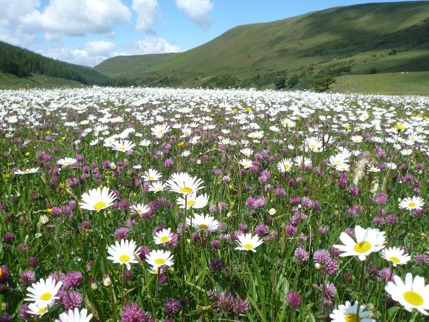 hay-meadow-2011-13-reduced
