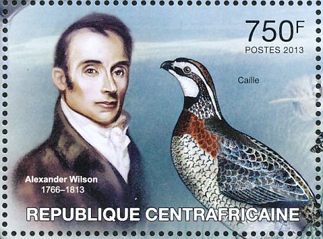 northern bobwhite