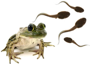 Newly identified tadpole disease found across the globe