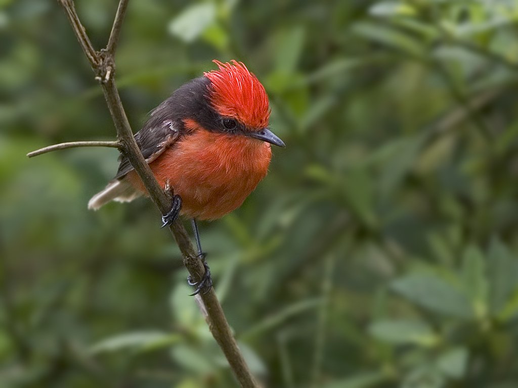 Pyrocephalus dubius