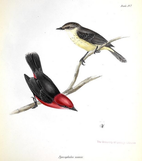 Pyrocephalus nanus