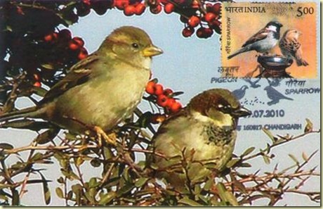 house sparrow