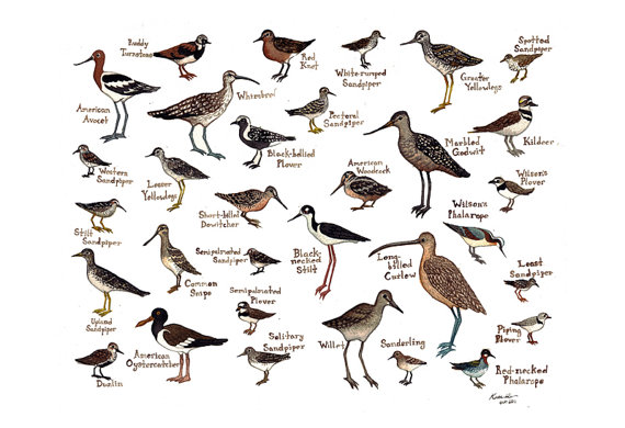 shorebirds