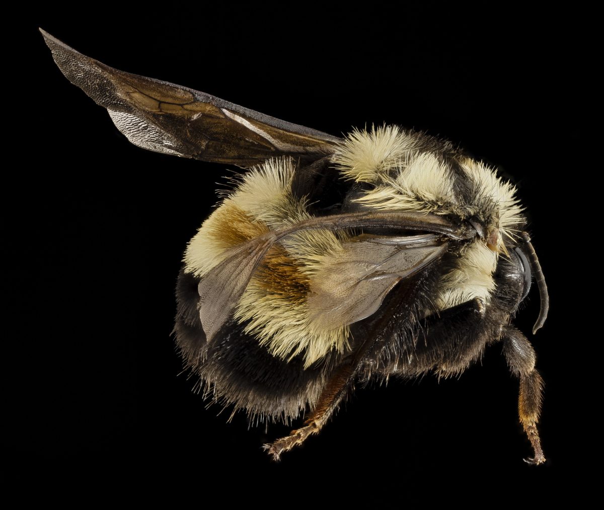 Bombus affinis