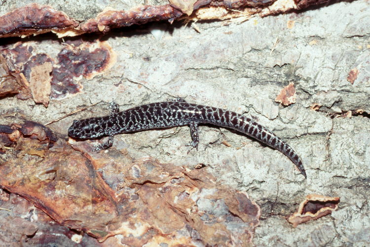 Ambystoma cingulatum