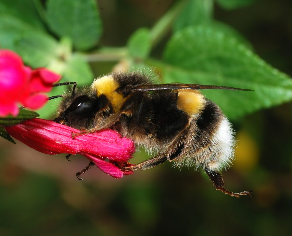 Gewone aardhommel