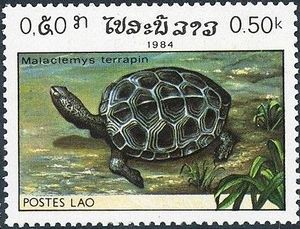 Diamondback-Terrapin-Malaclemys-terrapin