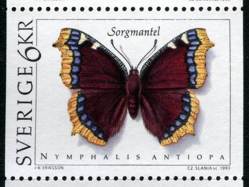 NymphalisAntiopa