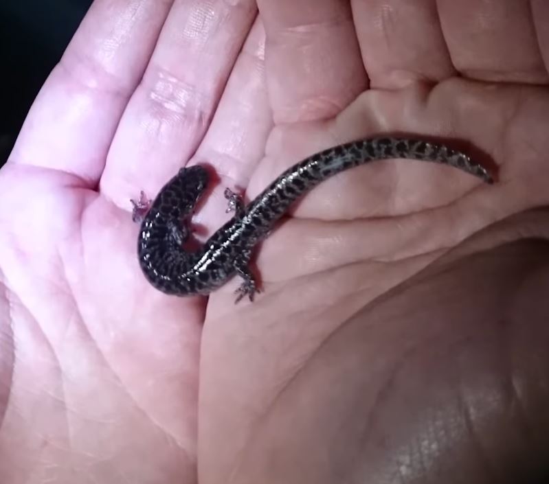 Ambystoma bishopi