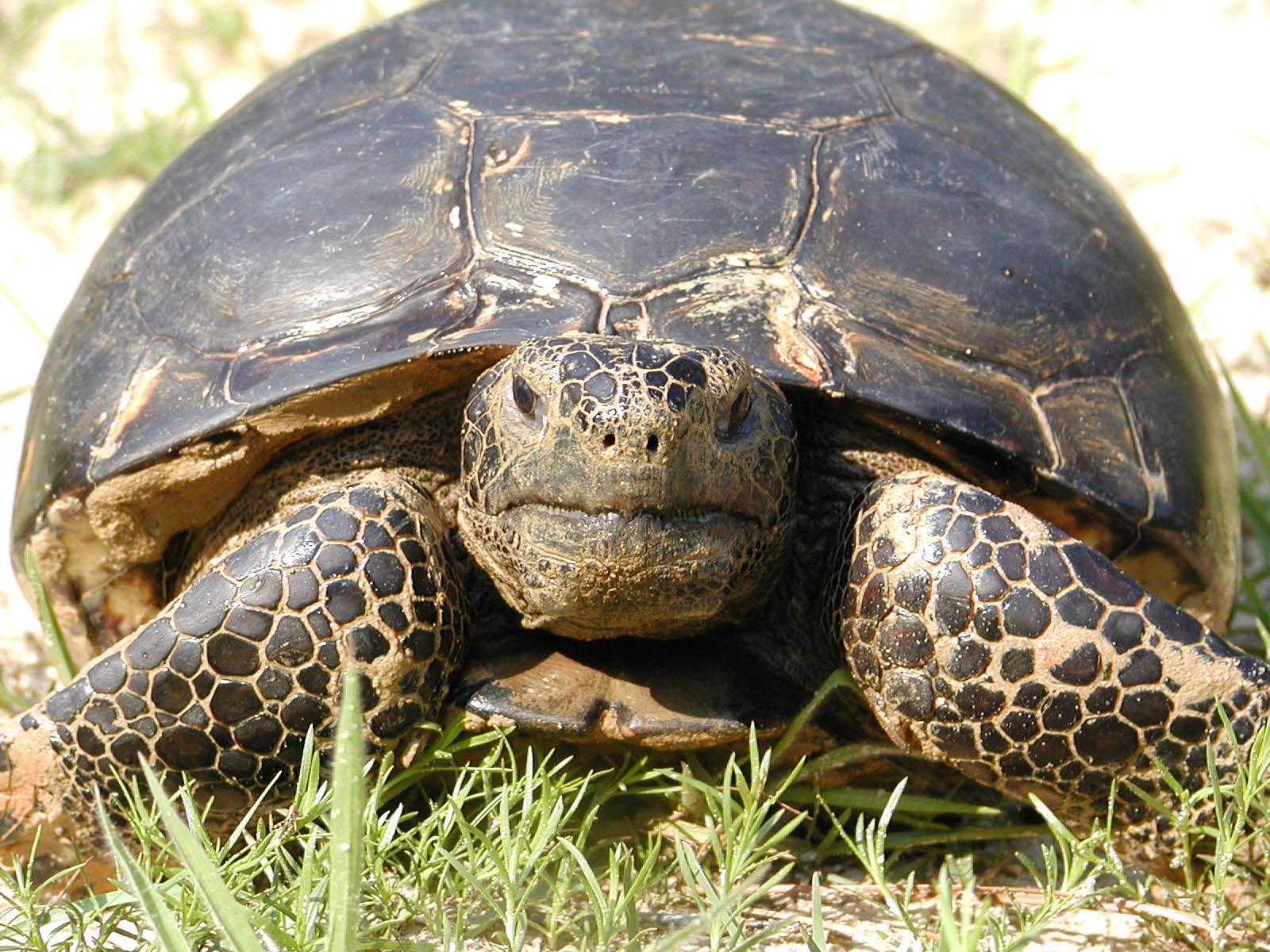 adult_gopher_tortoise