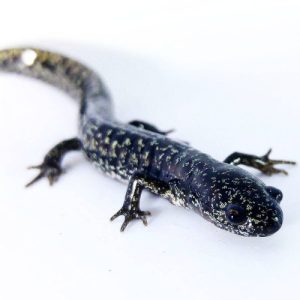 flatwoods salamander