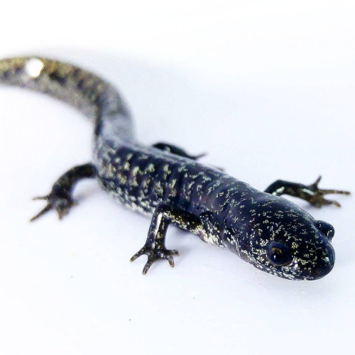 flatwoods salamander