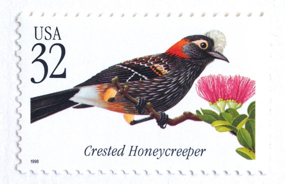 honeycreeper