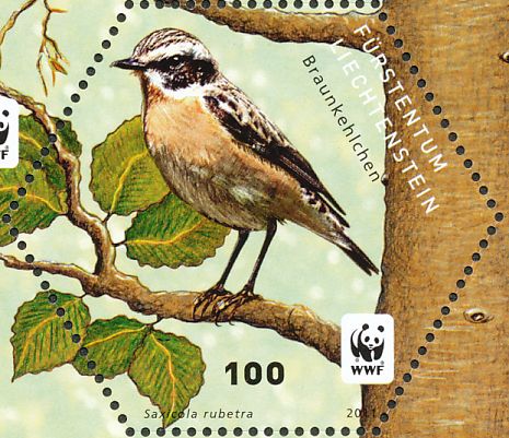whinchat1