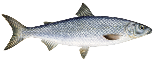 whitefish