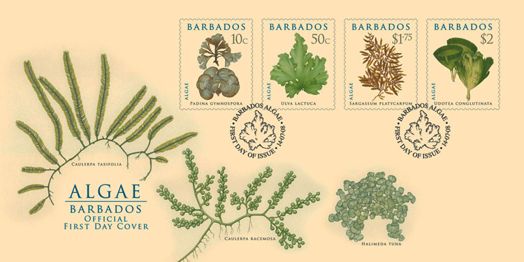 Barbados+Algae