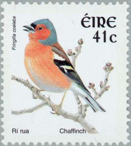 Chaffinch-Fringilla-coelebs