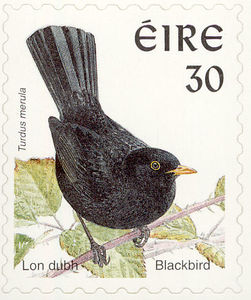 Common-Blackbird-Turdus-merula