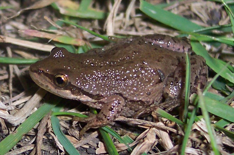 Boreal chorus frog