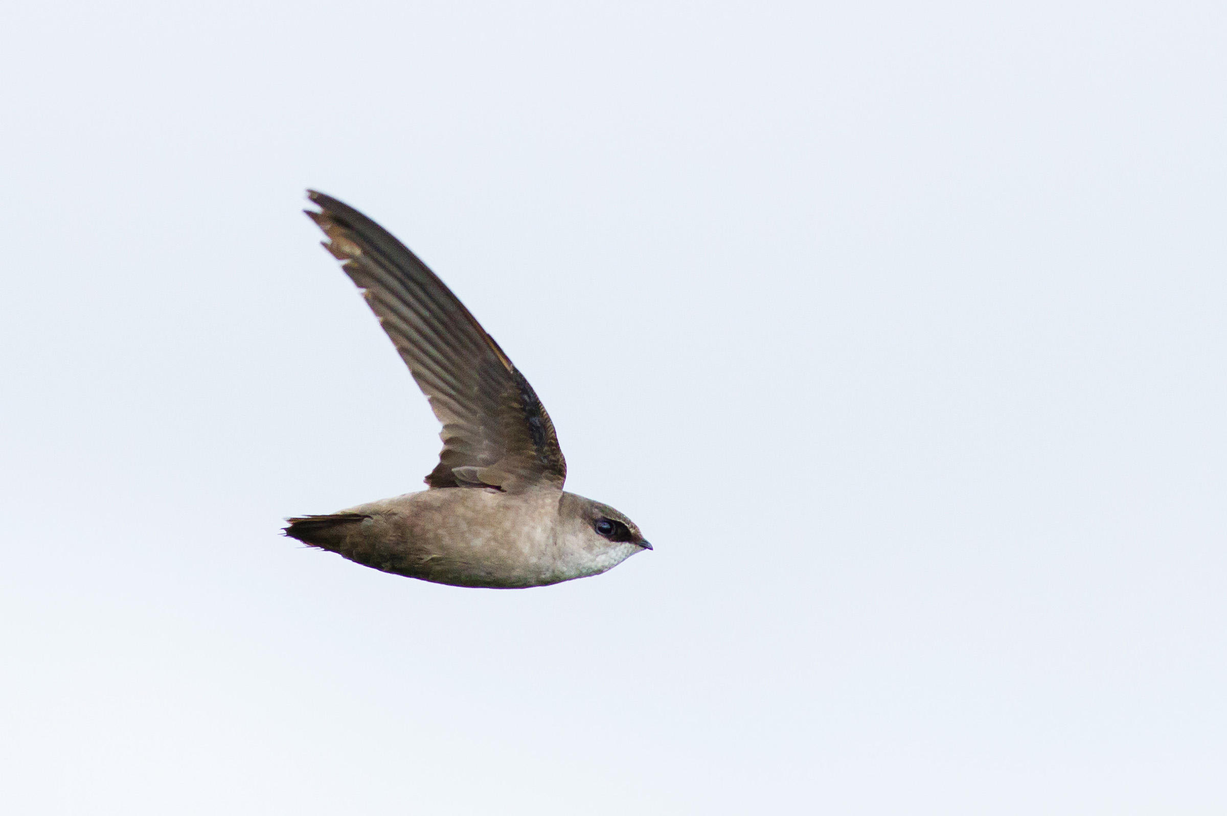 Vaux's_Swift_IMG_4963_KK