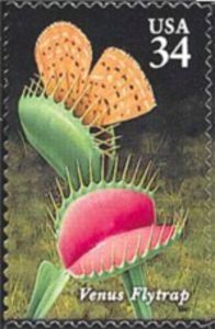 Venus-Flytrap