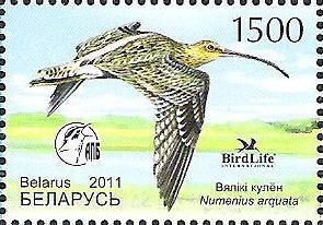 curlew