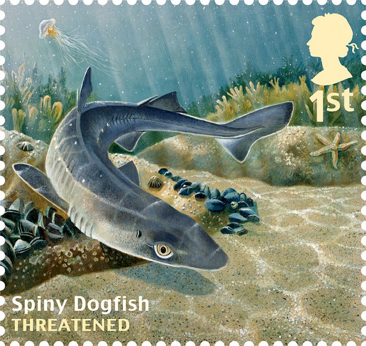 fish11