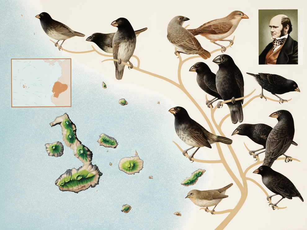 galapagosfinches