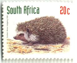 hedgehog3