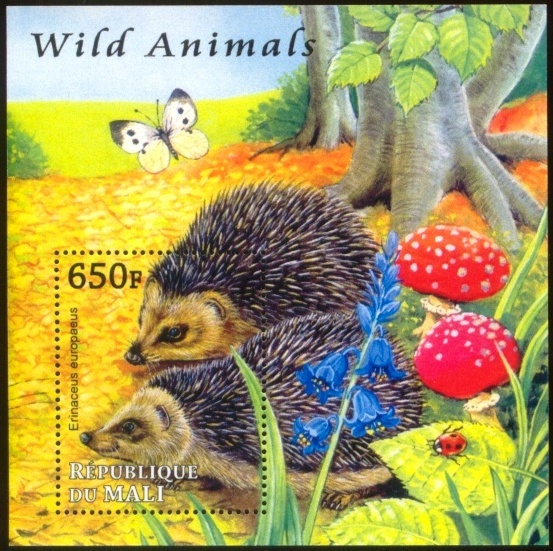 hedgehog4