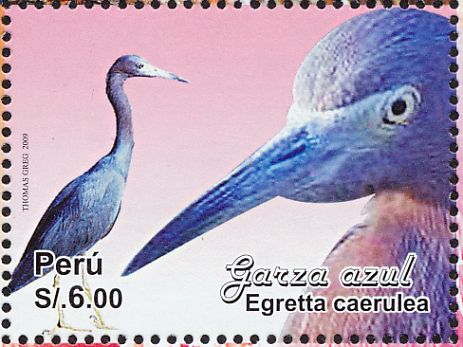 little blue heron