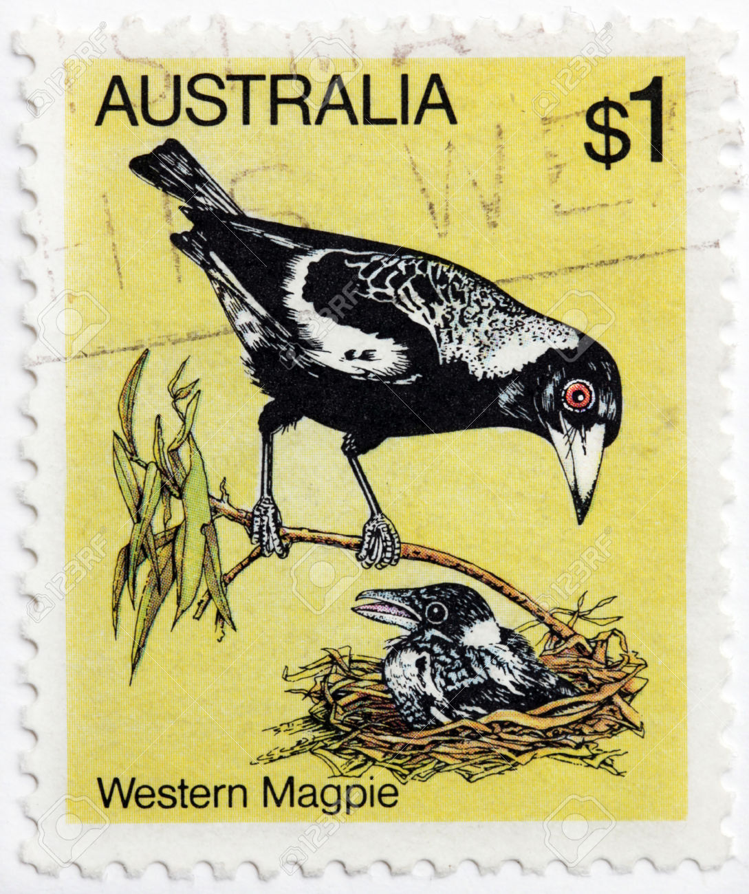 magpie