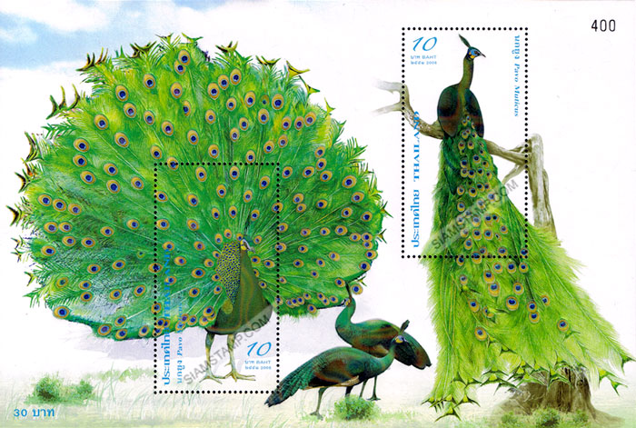 peacock5