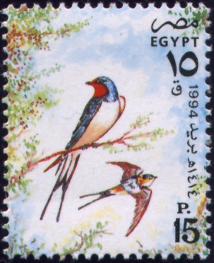 swallow6