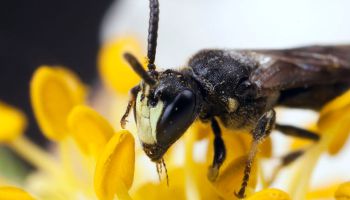 yellow-faced bee