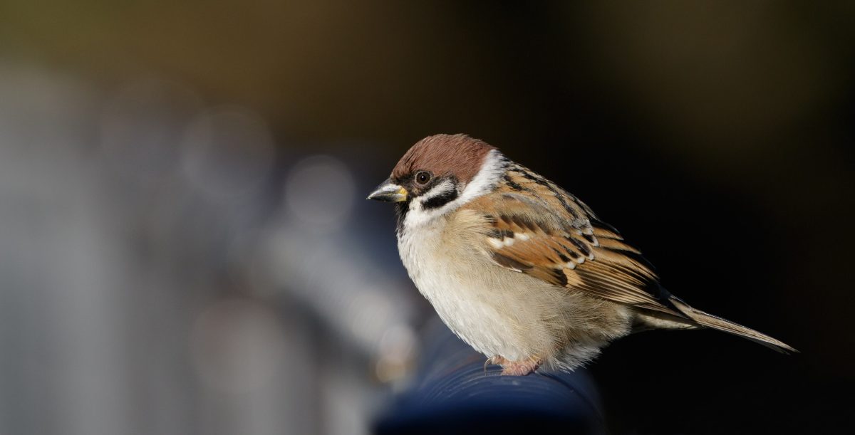 Passer montanus