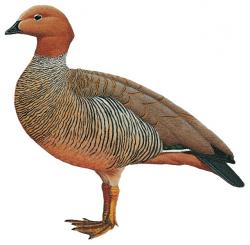 Chloephaga rubidiceps