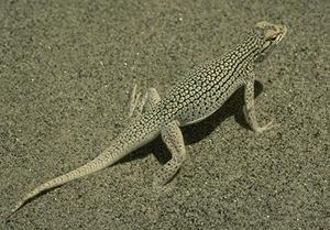 Coachella Valley fringe-toed lizard