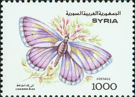 Common-Blue-Polyommatus-icarus Syria