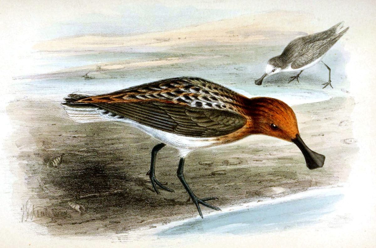 Calidris pygmaea