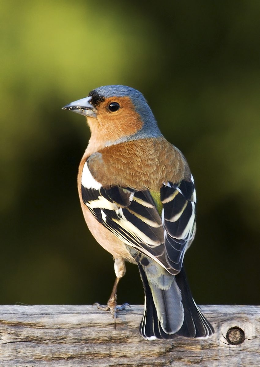 vink