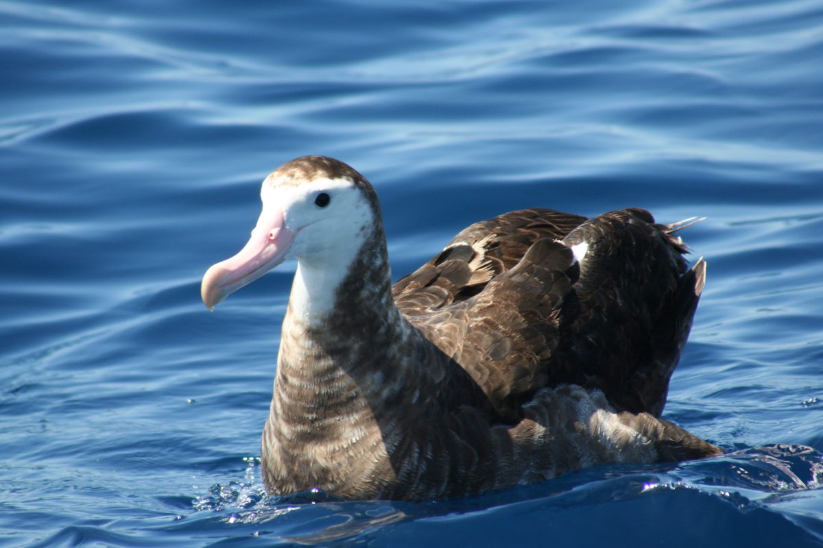 Nieuw-Zeelandse albatros