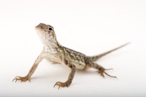 Holbrookia lacerata