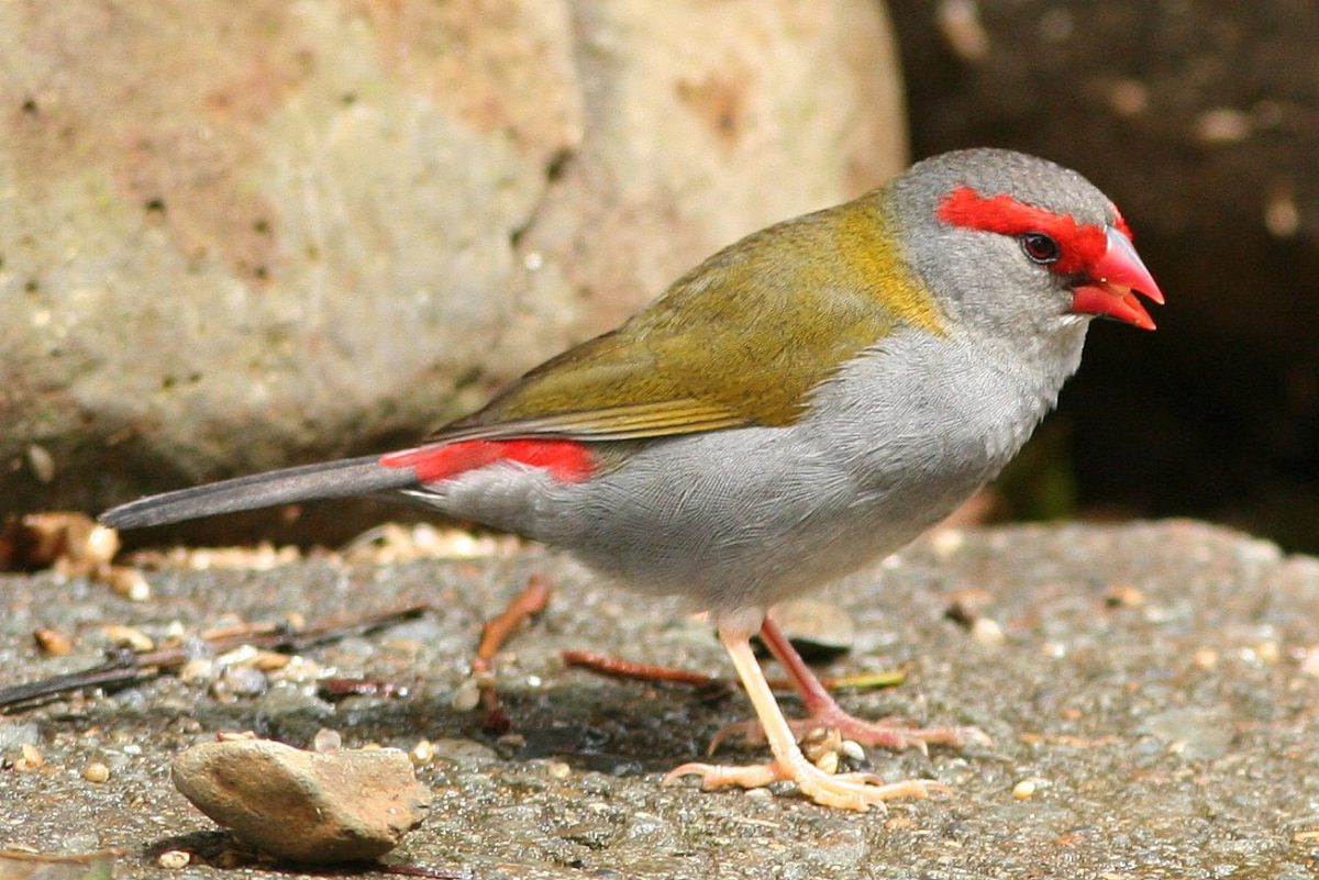 Neochmia temporalis