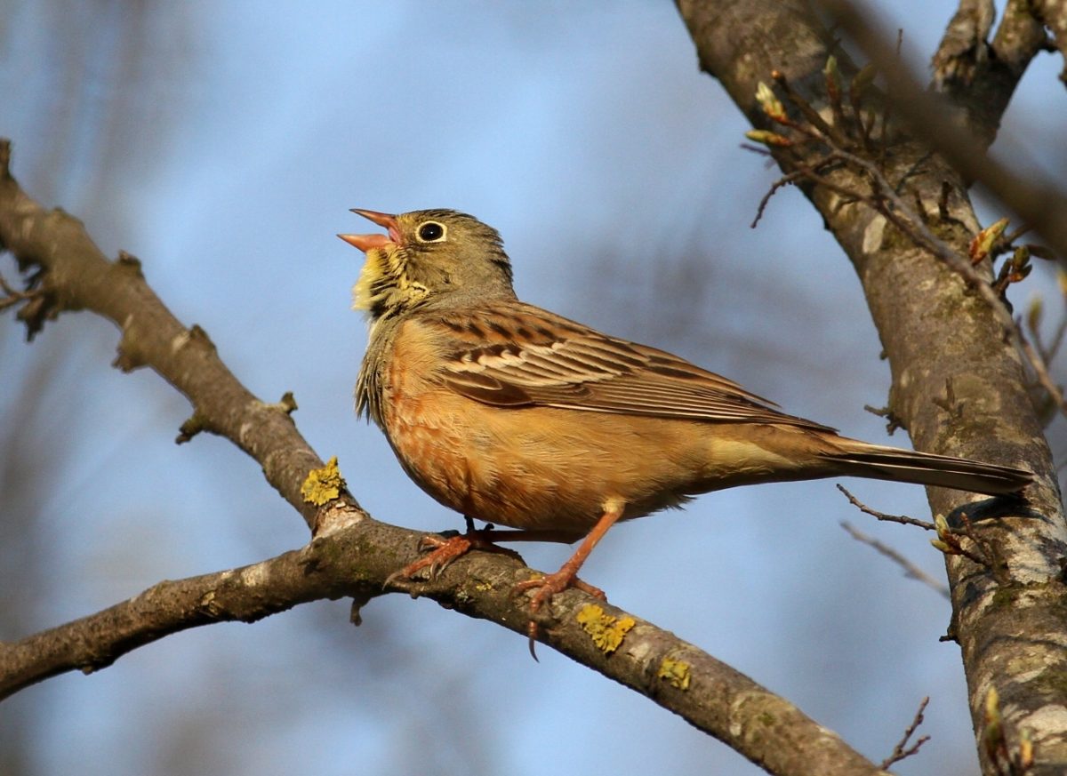 ortolaan