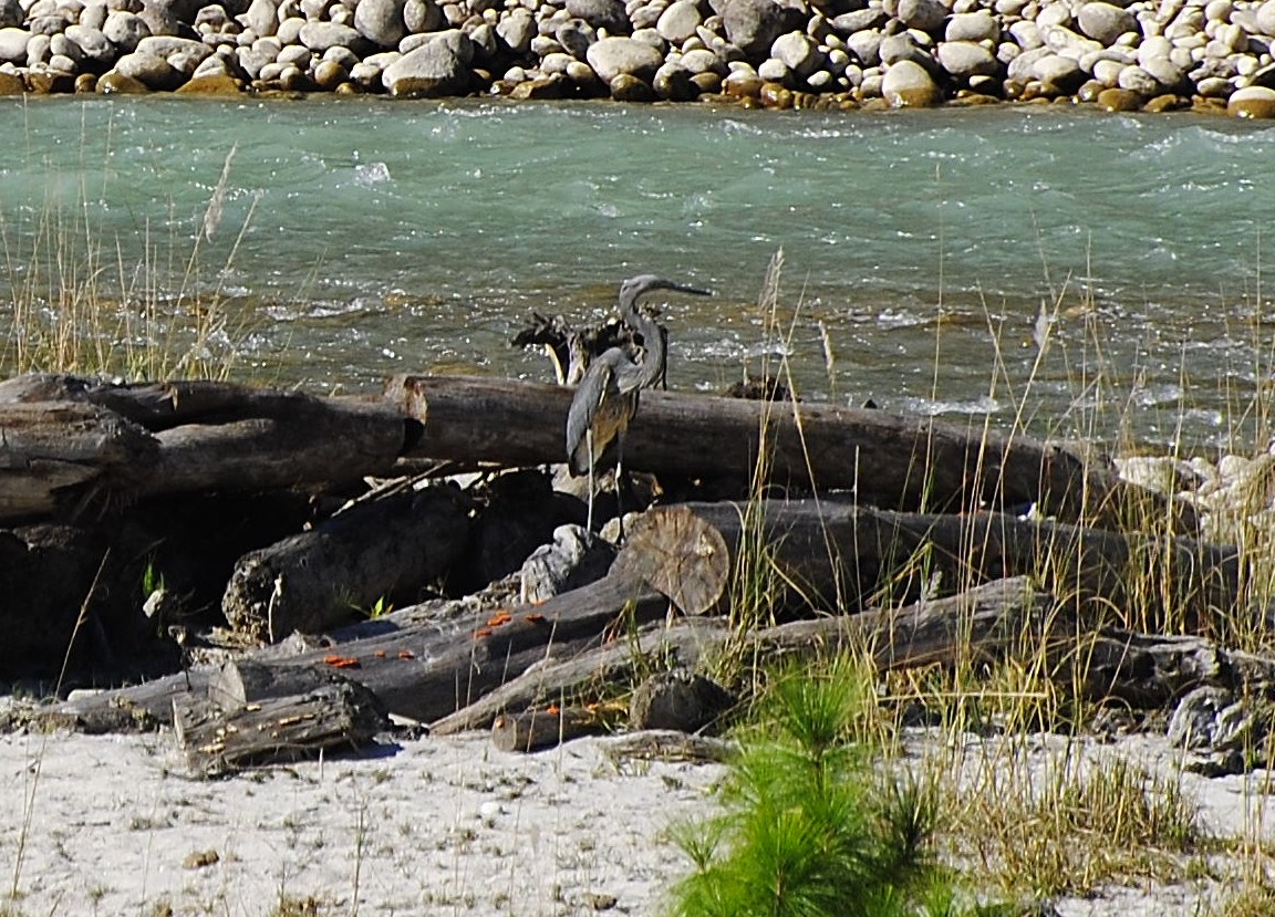Keizerreiger