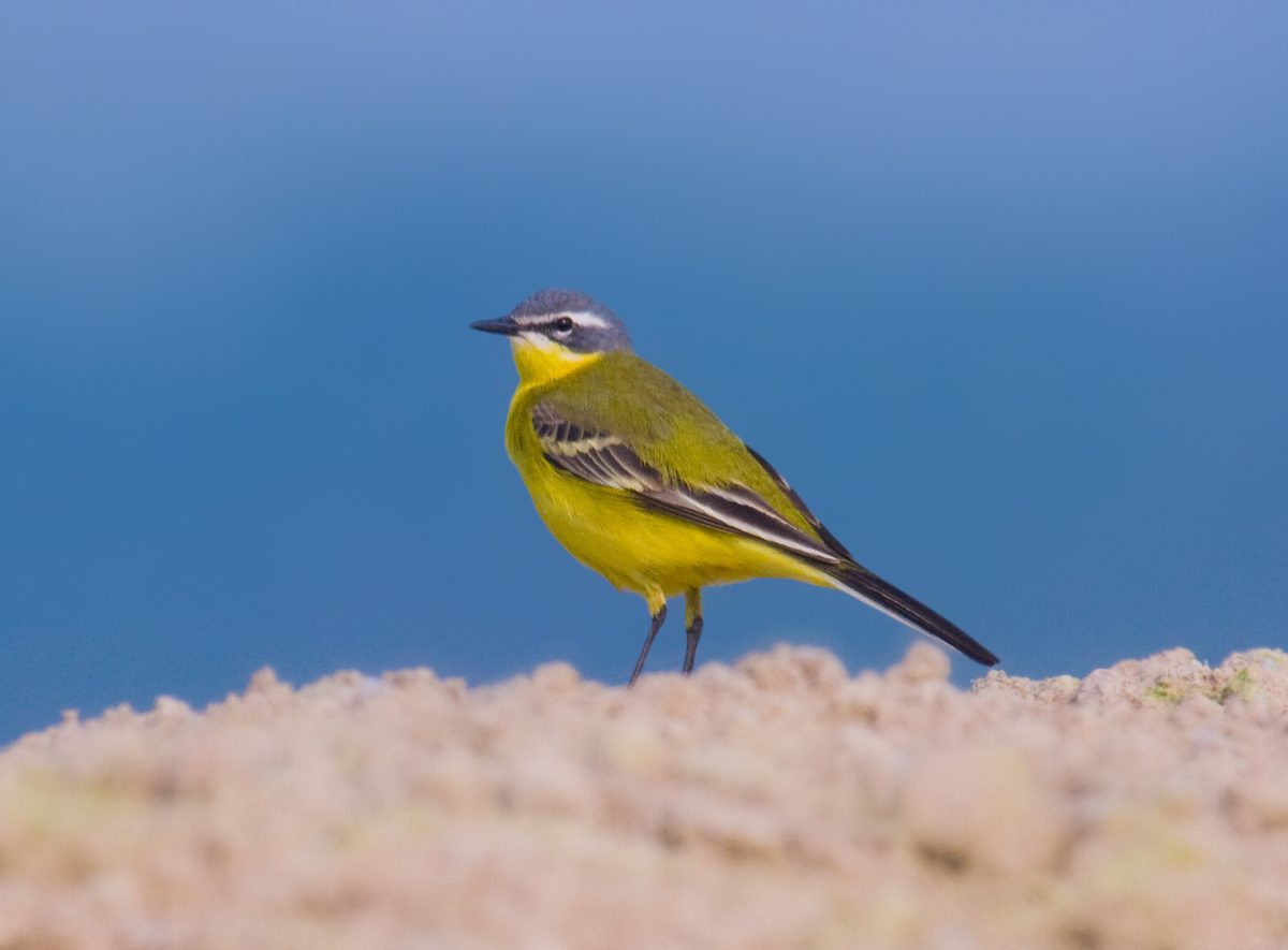 Motacilla flava