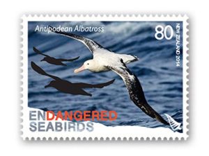 antipodean-albatross-diomedea-antipodensis-by-ian-1